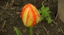 IMGA0398
