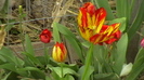IMGA0403