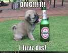 funny-dog-pictures-pug-loves-beer (2)