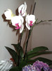 orhidee, anul 2