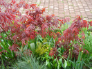 Acer palmatum Bloodgood (2011, May 08)