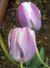 Tulipa Atlantis (2011, May 08)