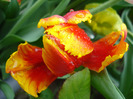 Tulipa Bright Parrot (2011, May 08)