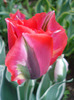 Tulipa Esperanto (2011, May 08)