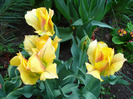 Tulipa Golden Artist (2011, May 08)