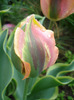 Tulipa Green River (2011, May 08)