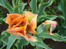 Tulipa Green River (2011, May 08)