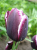 Tulipa Jackpot (2011, May 08)