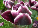 Tulipa Jackpot (2011, May 08)