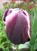Tulipa Jackpot (2011, May 08)