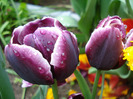 Tulipa Jackpot (2011, May 08)