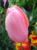 Tulipa Menton (2011, May 08)