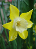 Narcissus Pipit (2011, May 08)