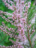 Tamarix tetranda (2011, May 08)