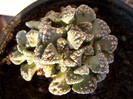 Titanopsis calcarea