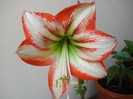 Amaryllis Minerva Red