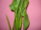 calla rehmanni