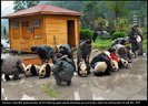 ursuleti panda la micul dejun