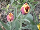 P4190023