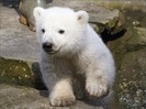 1030-animals_polar_bear_wallpaper