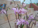 DSCN1130