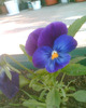 Picture 003