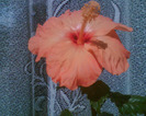 Picture 015