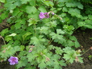 Geranium