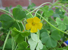 Oxalis galben 7 mai 2011 (2)