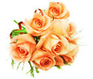 Trandafiri-7-trandafiri-portocalii-poza-t-P-n-7 trandafiri portocalii