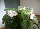 DSC00874