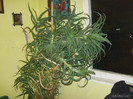 PICT0037