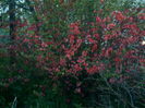 IMAG0110