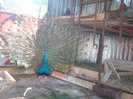 P1170342