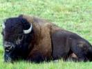 1766-buffalo-1600-x-1200-animal-wallpaper-desktop