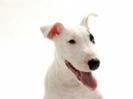 1768-bull-terrier-1600-x-1200-animal-wallpaper-desktop