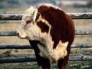 1769-bull-wallpaper-animal-desktop-1024-x-768