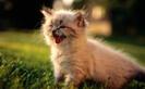 1811-desktop-wallpaper-animals-blue-point-birman-kitten