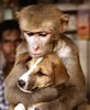 animal-friendship_14
