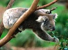 animals Images