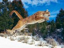 animals_563