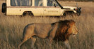 main_animals_safari