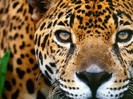 Screensaver-Animals-Collection-1_1