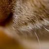 tn--take-deep-breath-kitten-pictures