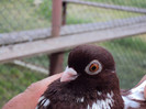 DSC02240