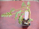 Pelargonim carnosum