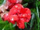 Red dianthus (2011, May 08)