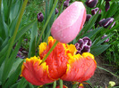 Tulips (2011, May 08)
