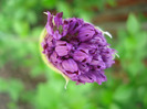 Allium Purple Sensation (2011, May 10)