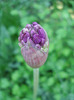 Allium Purple Sensation (2011, May 10)